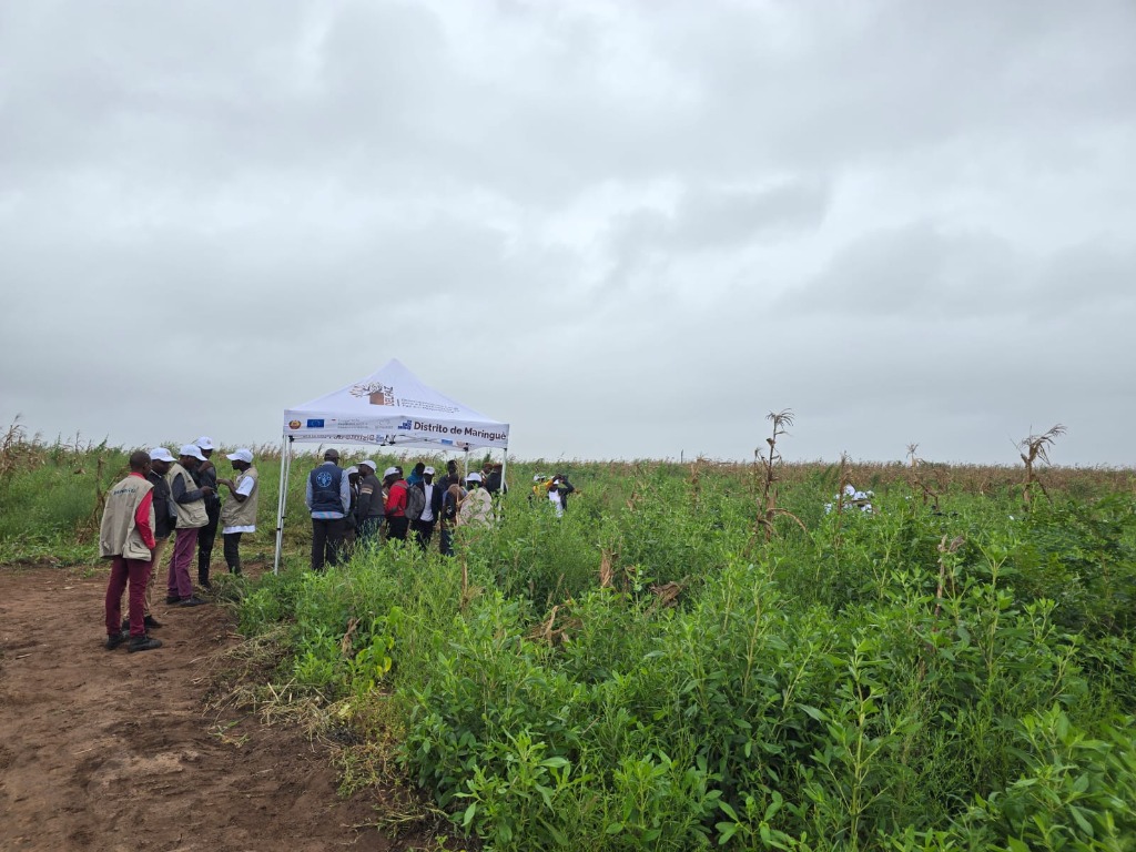 Demonstração agrícola - campo de cultivo